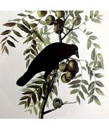 American Crow 1950 Lithograph Art Print Audubon Bird First Edition DWU14D - £22.39 GBP