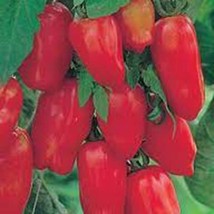 Tomato, San Marzano, Heirloom, Organic, 20+ Seeds, Tomato Seeds, Classic Tomato - £3.95 GBP