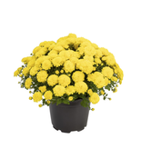 Expert Gardener 3QT Yellow Mum Live Plant - $598.61 MXN