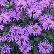 THJAR 100 Double Lilac Bee Balm Seeds Flowers Seed Bloom Hummingbird Flower Seed - £6.62 GBP