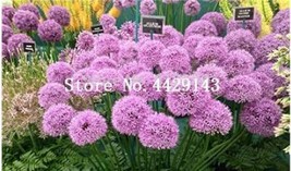 Worldwide Shipping 100Pcs Giant Allium Plant Seeds Light Purple Color - £9.94 GBP