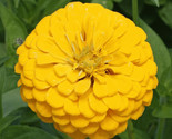 Yellow Zinnia Flower Seeds 100 Canary Bird Garden Bees Annual Fast Shipping - £7.16 GBP