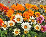 Sale 30 Seeds Mixed Colors Gazania Rigens Treasure Flower USA - £7.91 GBP