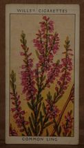 VINTAGE WILLS CIGARETTE CARDS WILD FLOWERS No # 20 NUMBER X1 b20 - £1.36 GBP