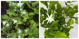 Belle of India Jasmine Jasminum Sambac Double Starter Plant Intensely Fr... - £32.24 GBP