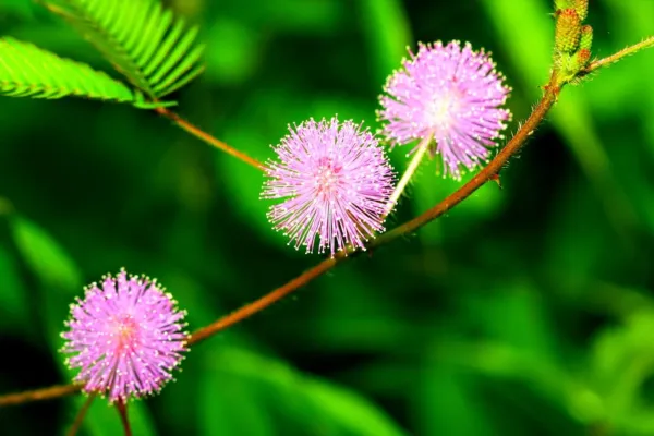 100 Sensitive Plant Seeds For Planting Exotic Flower Seeds Mimosa Pudica, Mo Fre - $19.92