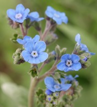 Forget-Me-Not – Chinese, 100 Seeds Per Packet From USA - £7.16 GBP