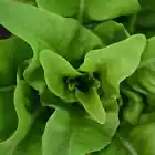 1000 Amish Deer Tongue Leaf Lettuce Seeds, Matchless, NON-GMO, Heirloom - £7.07 GBP