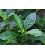 50 Seeds Bitter Leaf Seeds Vernonia Amygdalina V023 Highly Useful And Me... - £5.29 GBP