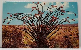 OCOTILLO Colorful Flora Blooms on the Desert Arizona Postcard G10 - £4.78 GBP