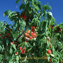 1 Professional Pack 1 seed pack Erly Red Sweet Peach Fruit Seeds #NF172 - $7.68