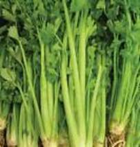 2000+ Celery Tall Utah Seeds  Vegetable Garden NON-GMO USA SELLER  - £7.01 GBP
