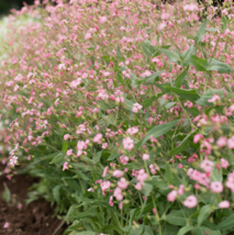 400 Seeds of Saponaria Pink Beauty Flower USA Grown  - £20.73 GBP