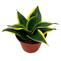 4 inch Sansevieria Marginata Jade in a Pot - $38.31