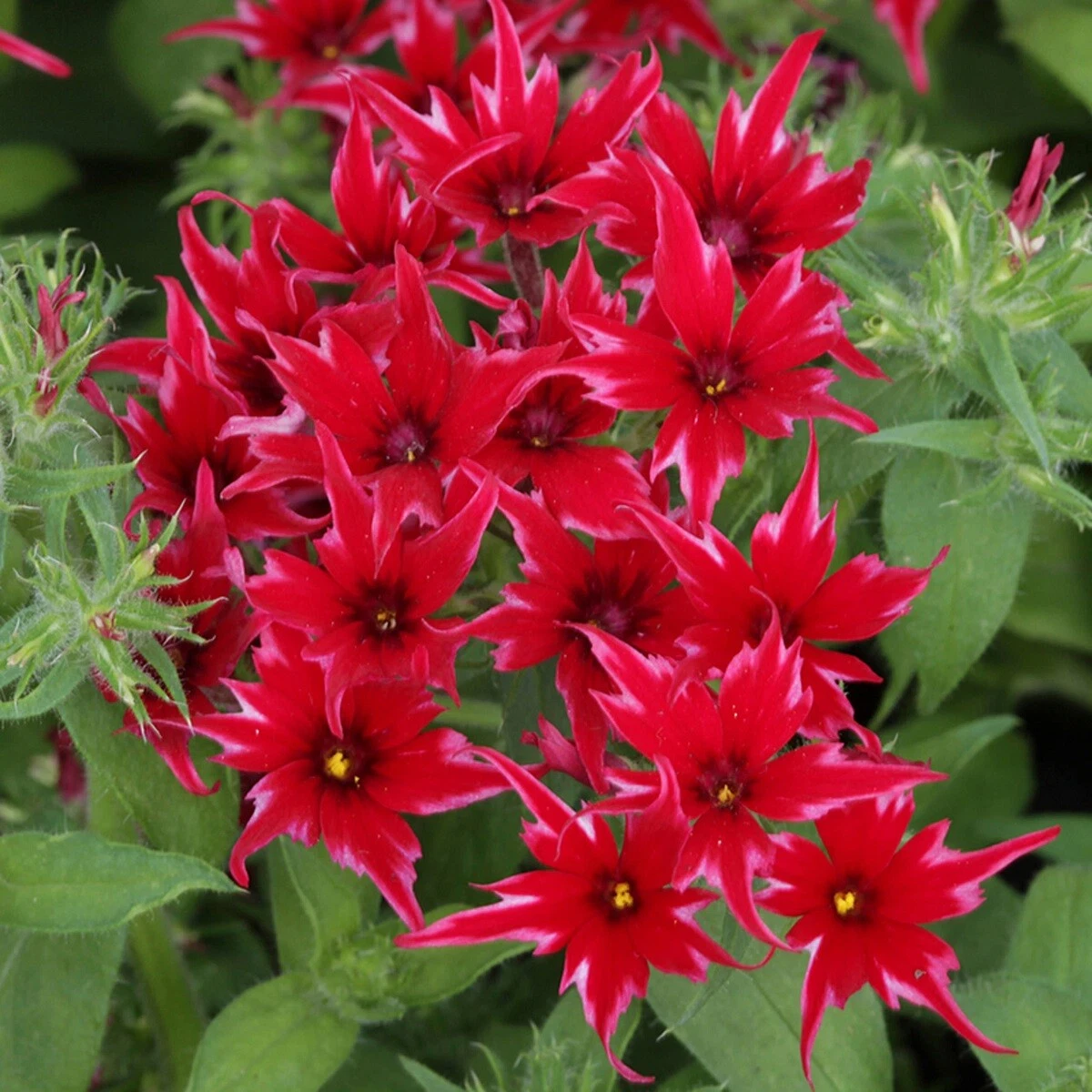 Phlox Seeds Phlox Popstar Red 50 Seeds F1 Seeds Flower Seeds  Phlox seeds - $15.58