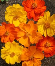 Sulphur Cosmos – Bright Lights - 100 Seeds Per Packet From USA - £7.11 GBP