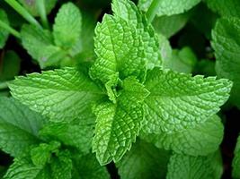 Peppermint , HERB Seeds Heirloom, Non GMO 500 Peppermint Seeds, Delicious - £7.07 GBP