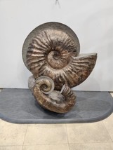 Giant Ammonite Fossils In Matrix - £2,094.11 GBP