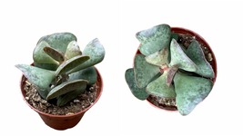 3&quot; Pot  - Calico Hearts Succulent - houseplant - living room - gardening - £36.76 GBP
