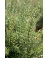 Rosemary Italian Gourmet Variety Organic Seeds Heirloom  - $13.52 CAD
