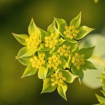 Bupleurum Green Gold Seeds Fresh USA Shipping - £4.11 GBP