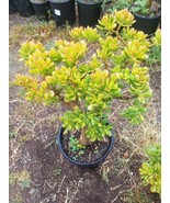 Crassula Ovata Hobbit Tree (5 Gal. pot) &quot;Bonsai Tree&quot; - $203.78 CAD