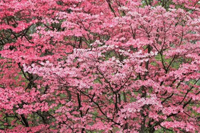 5 Seeds Pink Flowering Dogwood Cornus Florida Rubra Native Ornamental - £8.82 GBP