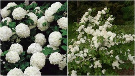 Viburnum Popcorn - Japanese Snowball Bush - Established - 3 Plants in 2.5&quot; Pots - £59.77 GBP