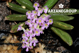 SCHOENORCHIS TIXIERI MINI MINIATURE ORCHID MOUNTED - $33.00