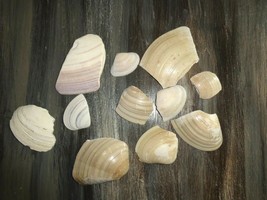 CLAM SHELL PIECES LOT 10 OUNCES - $8.00
