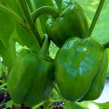 Emerald Giant Sweet Bell Pepper Vegetable Seeds Fresh Gardening - $14.36