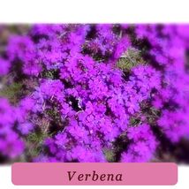 Premium Seeds Verbena Moss Flower Seeds 100 Fresh Moss Verbena Garden Seeds - $44.38 MXN