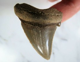 2 INCH LONG ANGUSTIDENS EXTINCT SHARK TOOTH REAL FOSSIL RELIC LARGE BIG ... - £30.92 GBP