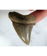 2 INCH LONG ANGUSTIDENS EXTINCT SHARK TOOTH REAL FOSSIL RELIC LARGE BIG ... - $737.62 MXN
