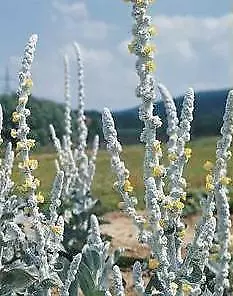 Verbascum bombyciferum Arctic Summer 2,000 seeds - £31.18 GBP