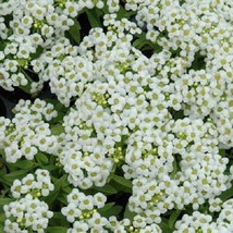 USA SELLER 100 White Alyssum Seeds Wonderland White Ground Cover - $19.00