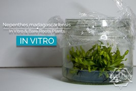 Nepenthes madagascariensis in vitro (Tissue Culture) - £18.77 GBP