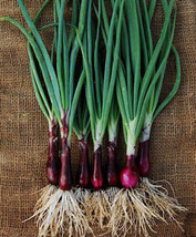 ENIL 200 Of Onion Seeds Ruby Red Onion Red Stem Scallion(Alllium cepa)  - £2.72 GBP