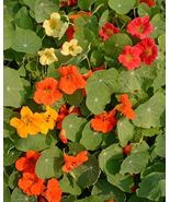 Nasturtium Single Mix 50 Seeds Per Packet Nongmo - $16.84 CAD