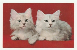 Vintage Postcard Gray Fluffy Kittens Red Background Mr. and Mrs. Cat 1960&#39;s - $7.91