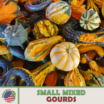 20 Small Mixed Gourd Seeds, Heirloom, Non-Gmo From US - £7.76 GBP