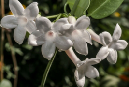 5 Pc Seeds Stephanotis Floribunda Flower, Madagascar Jasmine Seeds | RK - £26.26 GBP