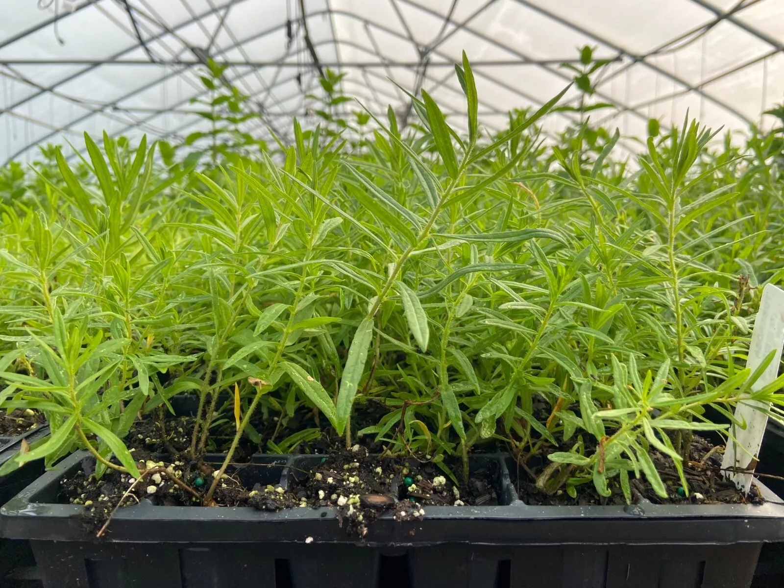 Starter Plug | Asclepias tuberosa | Butterfly Weed | Live | Butterfly Ga... - $21.25