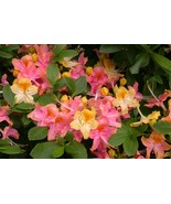 GARDEN RAINBOW~Azalea Rhododendron~ Starter Plant~~Deciduous Rooted Plan... - £20.44 GBP