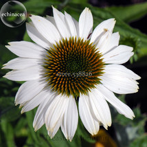 Pow Wow White Echinacea Coneflower 100 Seeds 2 Layer Of White Outer Petals A Clu - £6.61 GBP