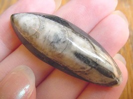 (F370-L) Orthoceras marbilized fossil straight horn shell nautiloid ceph... - $8.99
