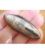 (F370-L) Orthoceras marbilized fossil straight horn shell nautiloid ceph... - $8.99