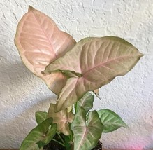  Syngonium Pink Margarita, Arrowhead  Live Starter Plant - $19.99