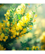 PSA Cytisus Scoparius Scotch Broom Tree Seeds Vibrant Yellow Blooms Fast... - $265.98 MXN