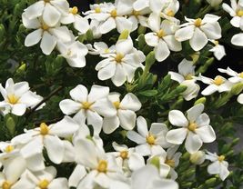 Intensely Fragrant White Flowers SNOWGIRL Gardenia Jasminoides Plant - £28.93 GBP